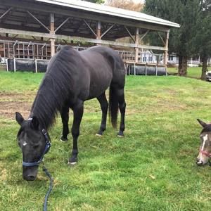 Meet your Posher, Marie